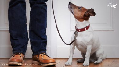 MW3iPdY2YhZ8PQs7mnDedC7ddn3QRGYhaibaZlKS