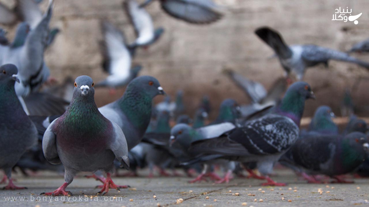 مزاحمت کفتر بازی