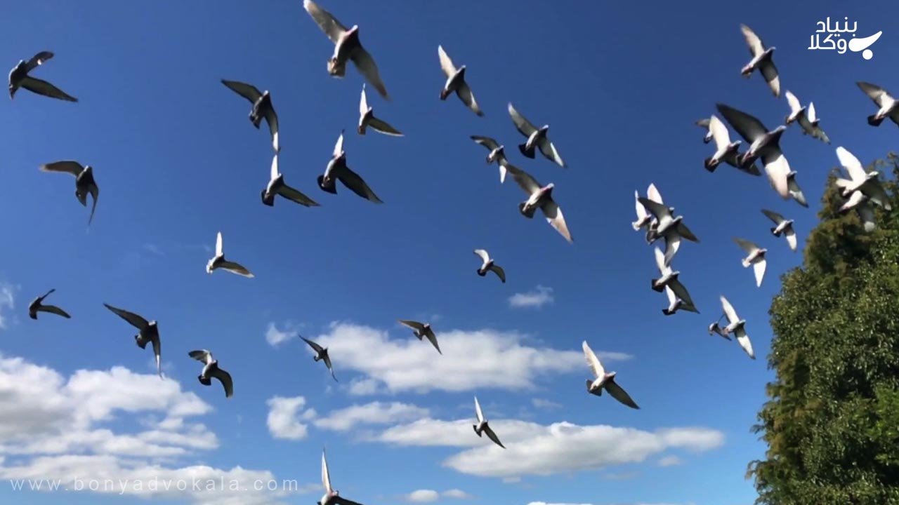 مزاحمت با کفتر