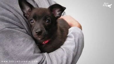 حکم نگهداری از حیوان خانگی در آپارتمان 22 YnNr3c9H8c5IHlc5wFyQ3ZthULDwUJMvalCbi34U