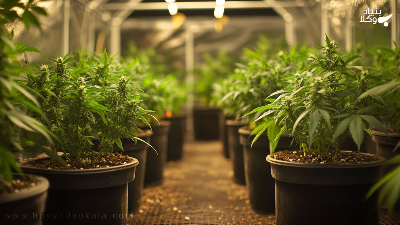 مجازات حمل و خرید و فروش ماریجوانا 6 جنبههای تخفیفدهنده و تشدیدکننده در مجازاتهای ماریجوانا