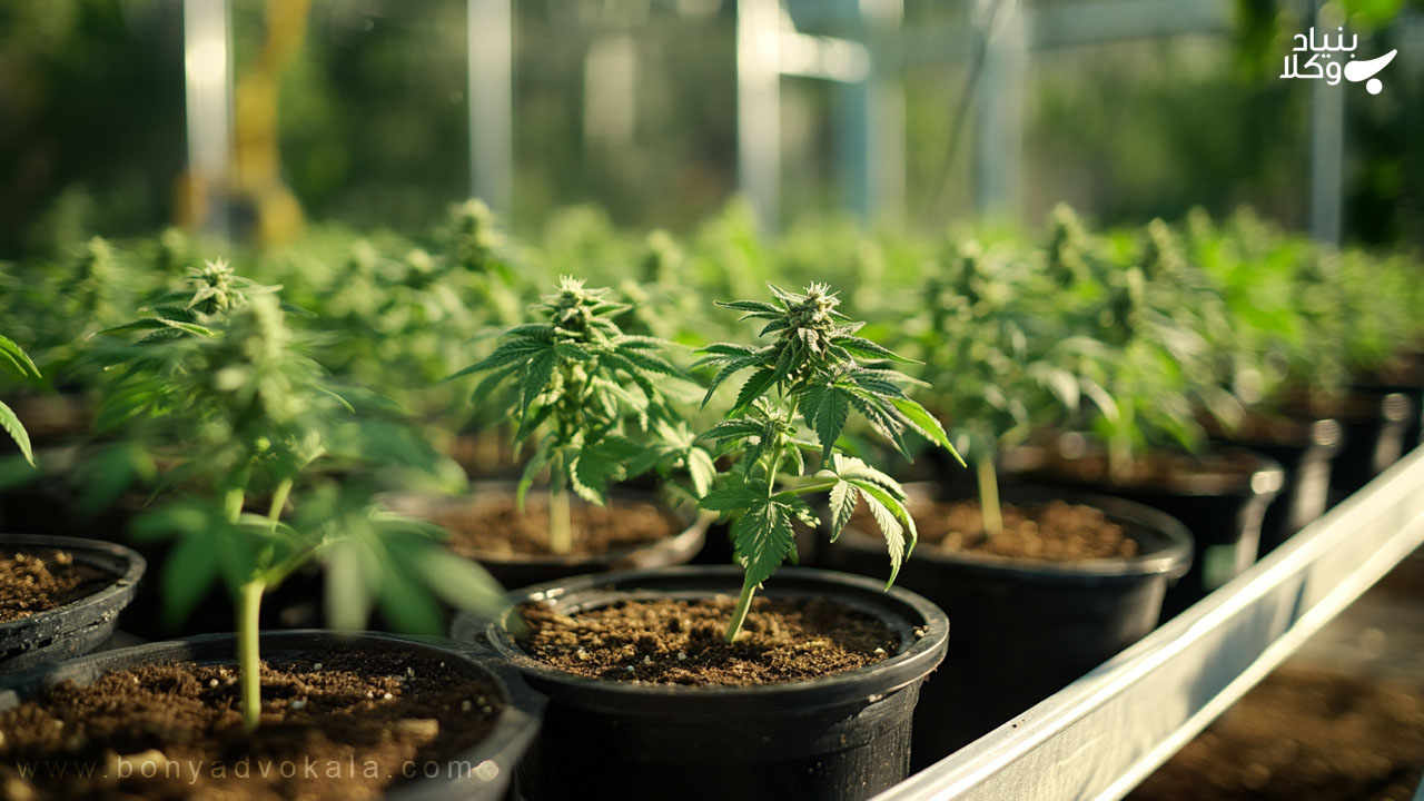 مجازات حمل و خرید و فروش ماریجوانا 7 مراحل رسیدگی به پروندههای مواد مخدر در سیستم قضایی ایران