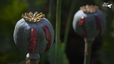 تریاک چیست و مجازات آن چه میباشد؟ 19 Tchscx4BQk9T7YdvK2j18mHFwv47U8RWL7jW5nXX