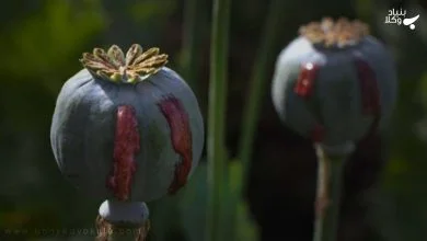 تریاک چیست و مجازات آن چه میباشد؟ 7 Tchscx4BQk9T7YdvK2j18mHFwv47U8RWL7jW5nXX