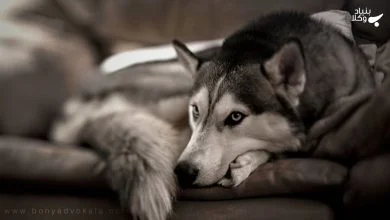 pbLLyJmqalA9NQt0iI0ErqpRpeQykFLJb15BLmGu