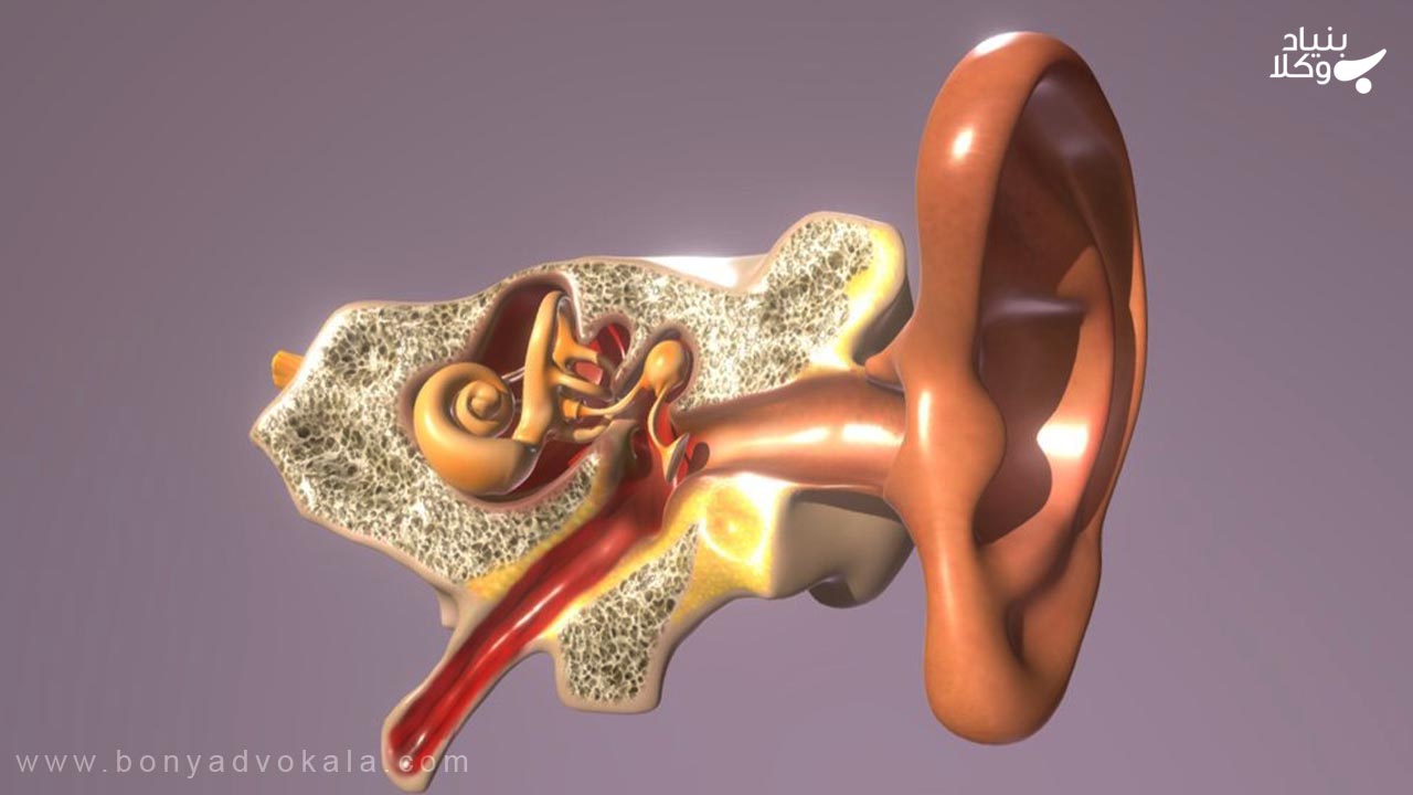 Кости среднего уха человека. Ухо человека модель. 3d модель слухового аппарата. Косточки среднего уха. Слуховые косточки анатомия.